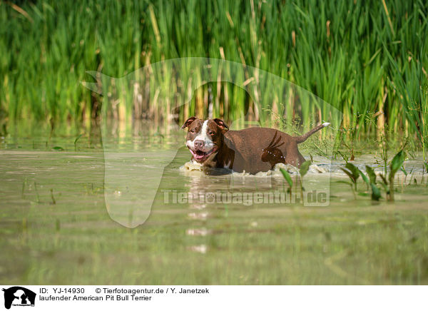 laufender American Pit Bull Terrier / YJ-14930