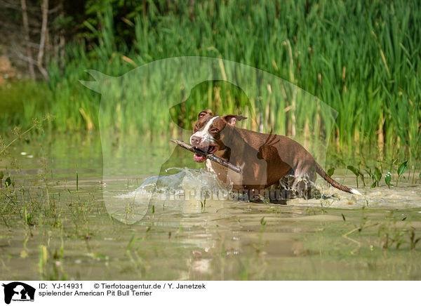 spielender American Pit Bull Terrier / YJ-14931