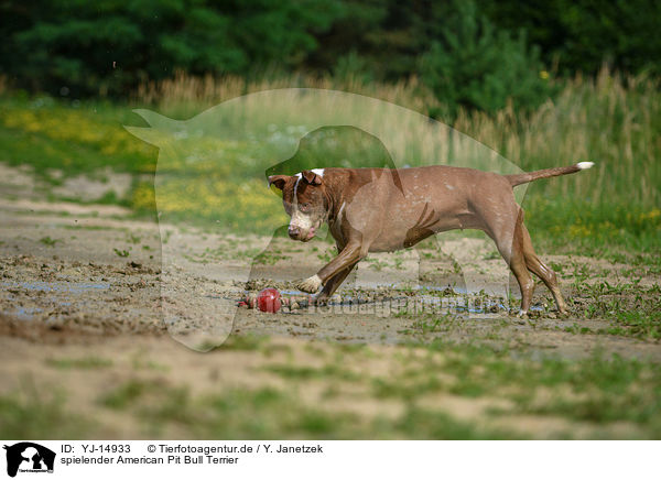 spielender American Pit Bull Terrier / YJ-14933