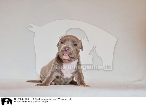 American Pit Bull Terrier Welpe / YJ-14960