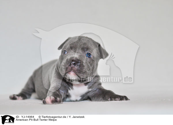 American Pit Bull Terrier Welpe / American Pit Bull Terrier Puppy / YJ-14964