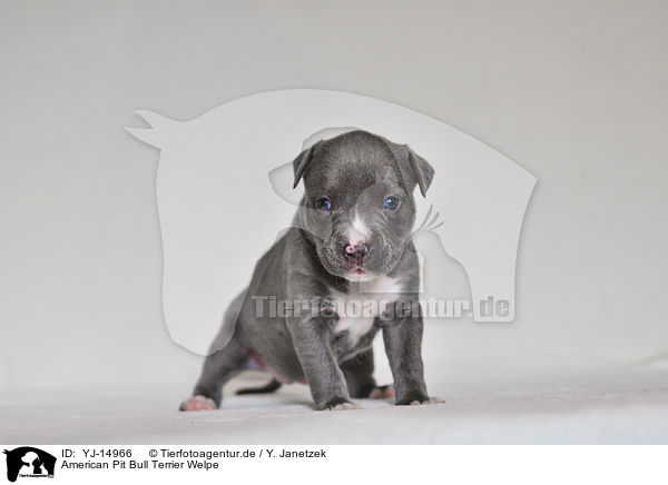 American Pit Bull Terrier Welpe / American Pit Bull Terrier Puppy / YJ-14966