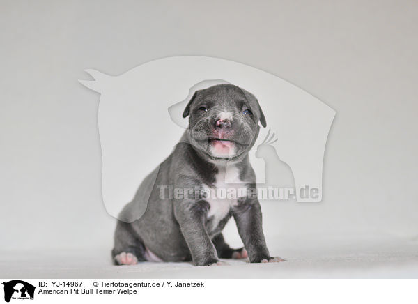 American Pit Bull Terrier Welpe / YJ-14967