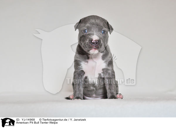 American Pit Bull Terrier Welpe / YJ-14968