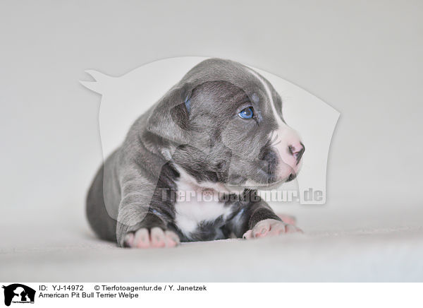 American Pit Bull Terrier Welpe / YJ-14972