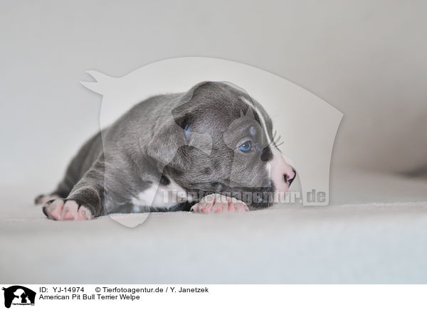 American Pit Bull Terrier Welpe / YJ-14974