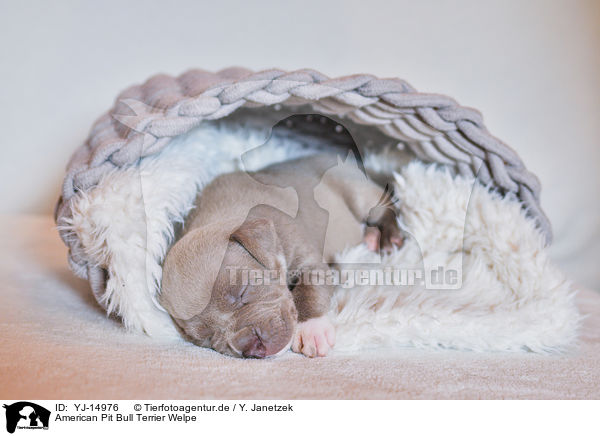 American Pit Bull Terrier Welpe / YJ-14976