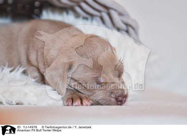 American Pit Bull Terrier Welpe / YJ-14978