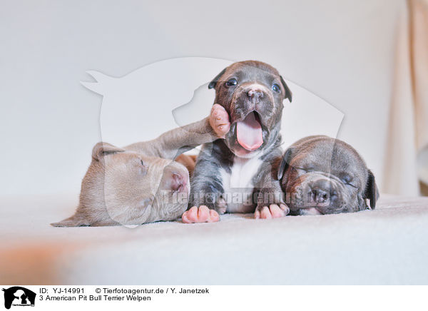 3 American Pit Bull Terrier Welpen / 3 American Pit Bull Terrier Puppies / YJ-14991