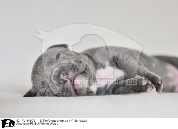American Pit Bull Terrier Welpe / American Pit Bull Terrier Puppy / YJ-14995