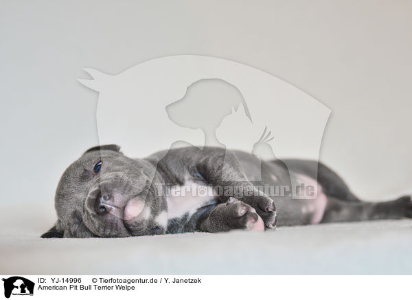 American Pit Bull Terrier Welpe / YJ-14996