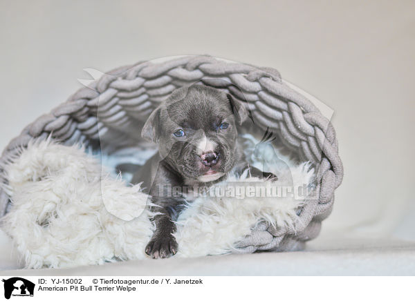 American Pit Bull Terrier Welpe / YJ-15002