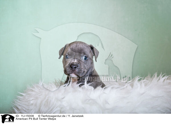 American Pit Bull Terrier Welpe / YJ-15008