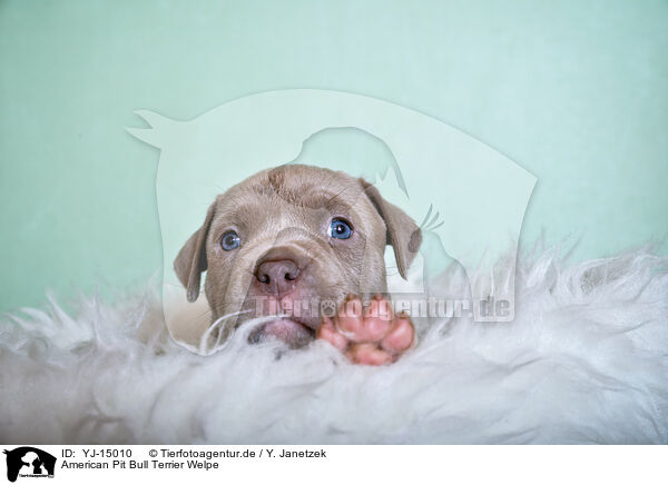 American Pit Bull Terrier Welpe / American Pit Bull Terrier Puppy / YJ-15010