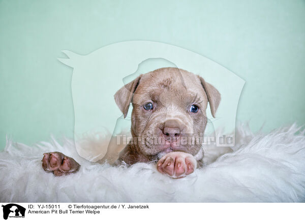 American Pit Bull Terrier Welpe / YJ-15011