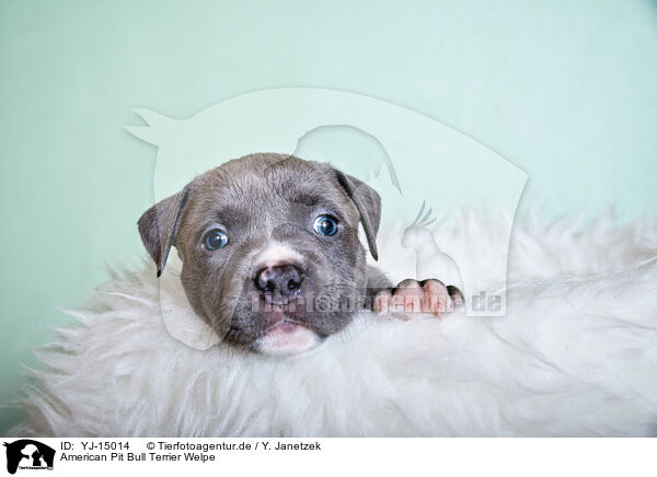 American Pit Bull Terrier Welpe / YJ-15014