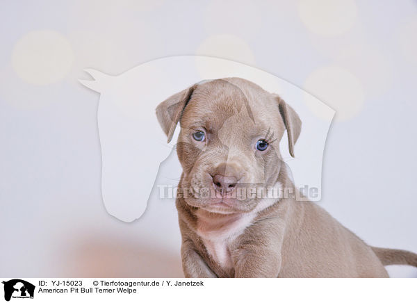 American Pit Bull Terrier Welpe / YJ-15023