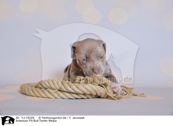 American Pit Bull Terrier Welpe / YJ-15029