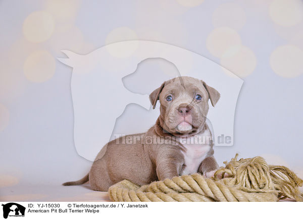 American Pit Bull Terrier Welpe / YJ-15030