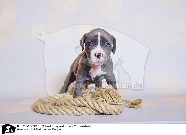 American Pit Bull Terrier Welpe / YJ-15032