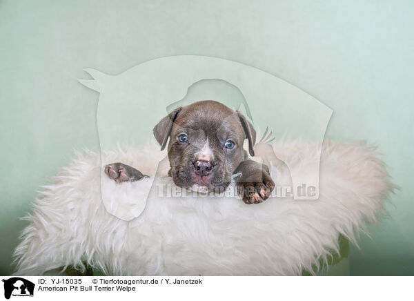 American Pit Bull Terrier Welpe / YJ-15035