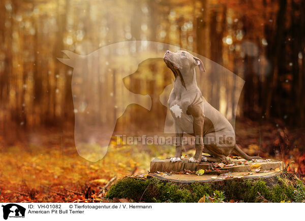 American Pit Bull Terrier / VH-01082