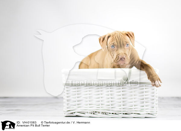 American Pit Bull Terrier / VH-01083