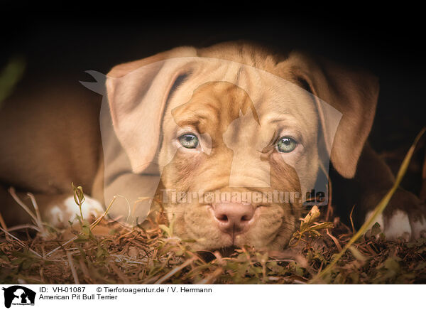 American Pit Bull Terrier / VH-01087