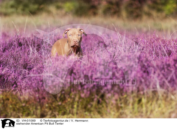 stehender American Pit Bull Terrier / VH-01089