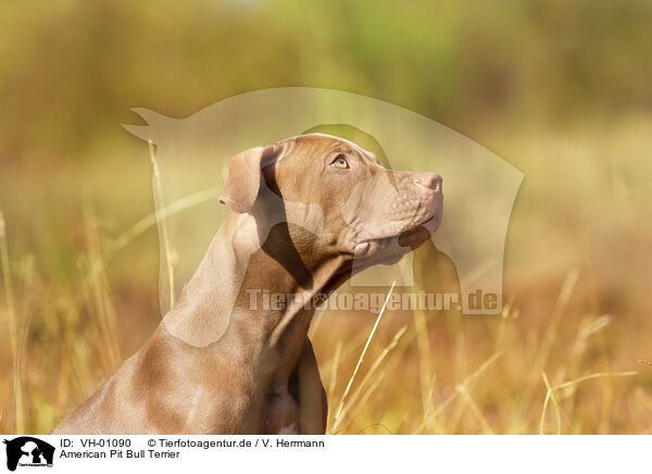 American Pit Bull Terrier / VH-01090