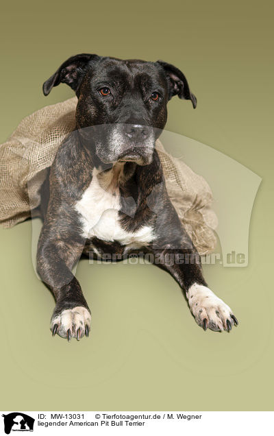 liegender American Pit Bull Terrier / MW-13031