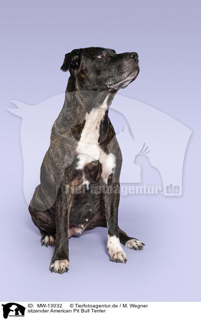 sitzender American Pit Bull Terrier / MW-13032