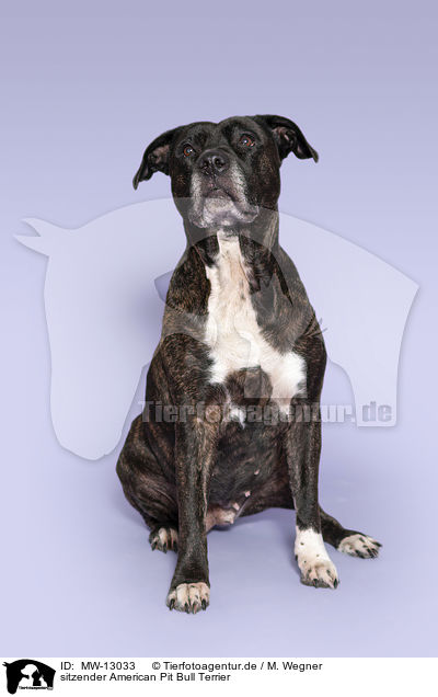 sitzender American Pit Bull Terrier / sitting American Pit Bull Terrier / MW-13033