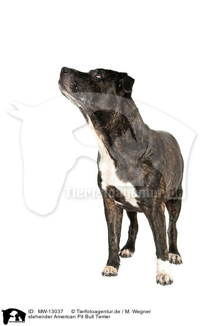 stehender American Pit Bull Terrier / MW-13037