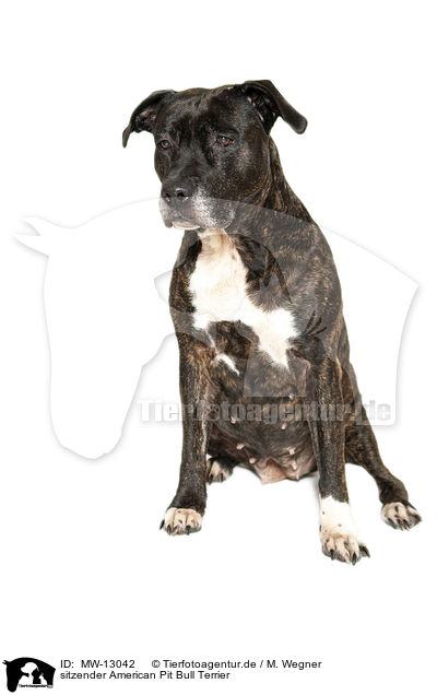 sitzender American Pit Bull Terrier / MW-13042
