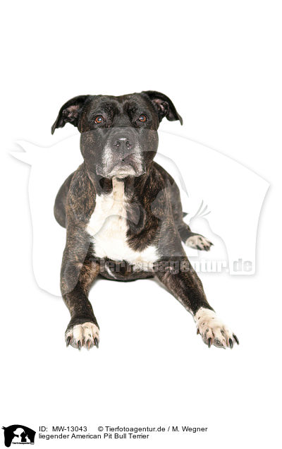 liegender American Pit Bull Terrier / MW-13043