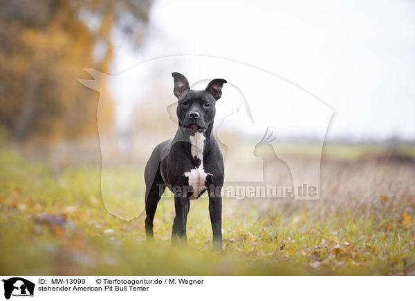 stehender American Pit Bull Terrier / MW-13099