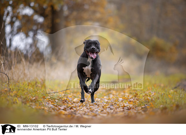 rennender American Pit Bull Terrier / MW-13102