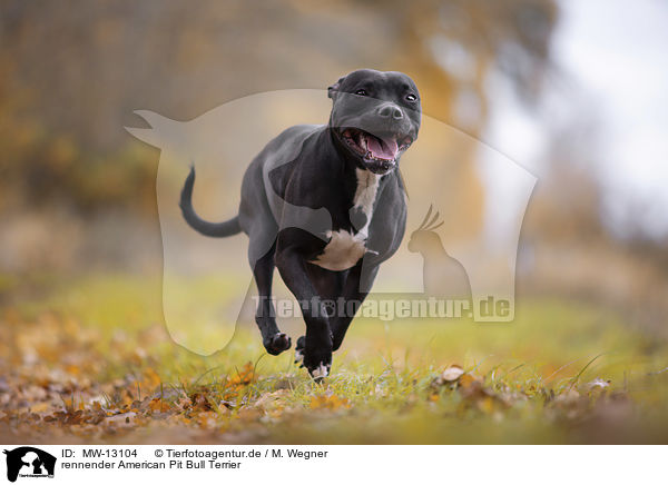 rennender American Pit Bull Terrier / MW-13104