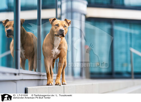 stehender American Pit Bull Terrier / LT-01006