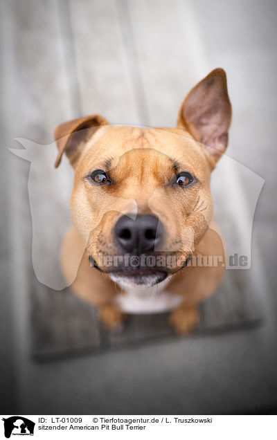sitzender American Pit Bull Terrier / LT-01009