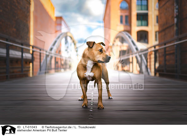 stehender American Pit Bull Terrier / LT-01043