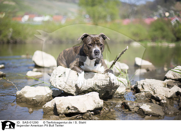 liegender American Pit Bull Terrier / SAS-01290