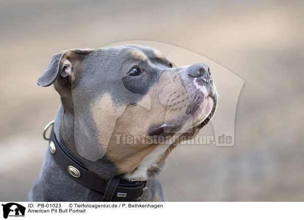 American Pit Bull Portrait / PB-01023