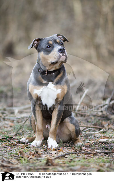 sitzender American Pit Bull / PB-01029