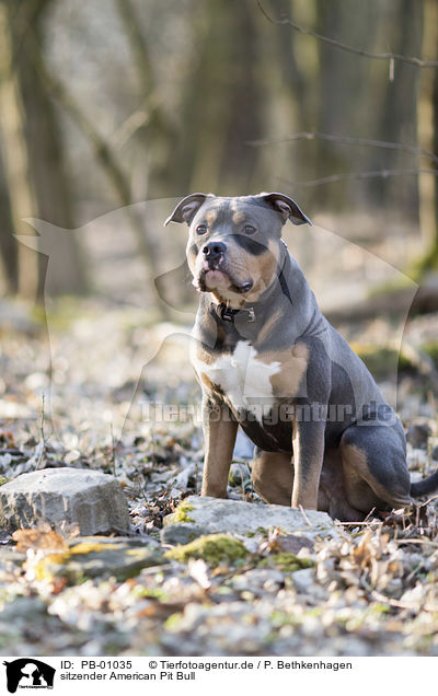 sitzender American Pit Bull / PB-01035