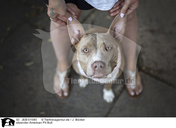 sitzender American Pit Bull / sitting American Pit Bull / JEB-01080