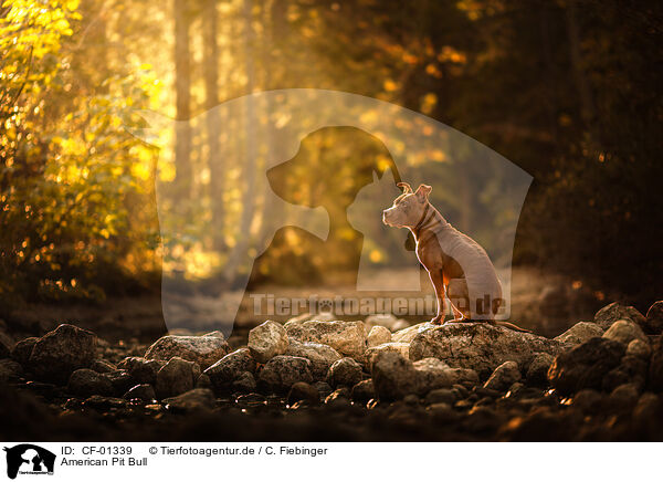 American Pit Bull / CF-01339