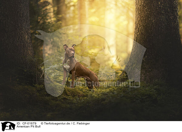American Pit Bull / CF-01679