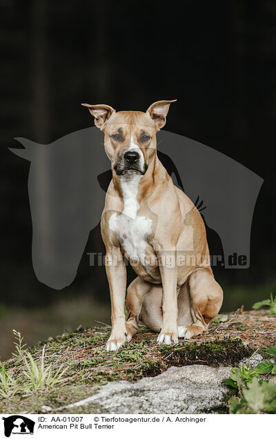 American Pit Bull Terrier / AA-01007